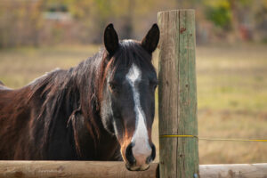 Bosque Farms