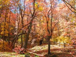 Manzano Mountains